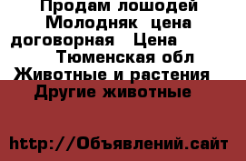 Продам лошодей(Молодняк) цена договорная › Цена ­ 50 000 - Тюменская обл. Животные и растения » Другие животные   